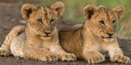 Africa Lion Cubs Adventure Destinations