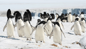 antarctic-penguins-M-Meyer